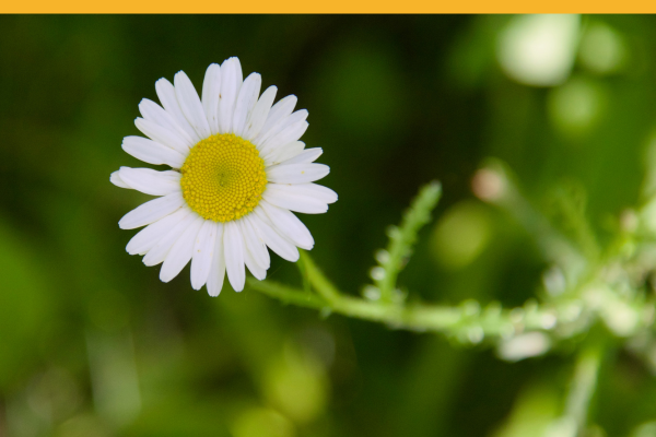 Images with Yellow Bar(2)